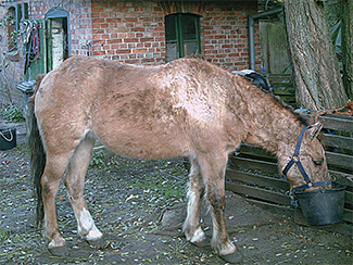 LaBruna mit Sommerekzem