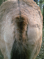 LaBruna Detail mit Sommerekzem